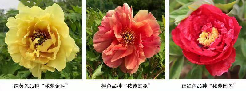 奇缺花色成功培育：我國牡丹育種取得新進展