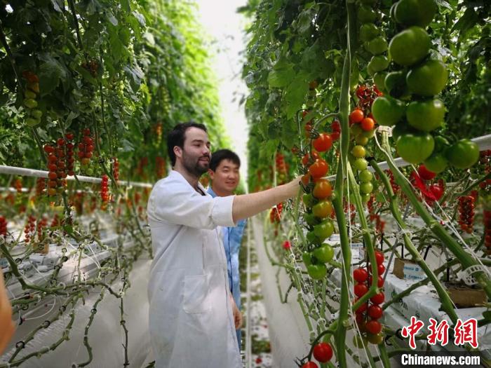 甘肅農業“引種”解“旱愁”：振“農芯”拓國際生意