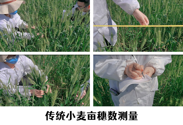 小麥畝穗數快速測量，讓科學研究更高效