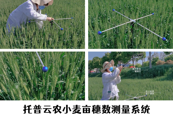 小麥畝穗數快速測量，讓科學研究更高效