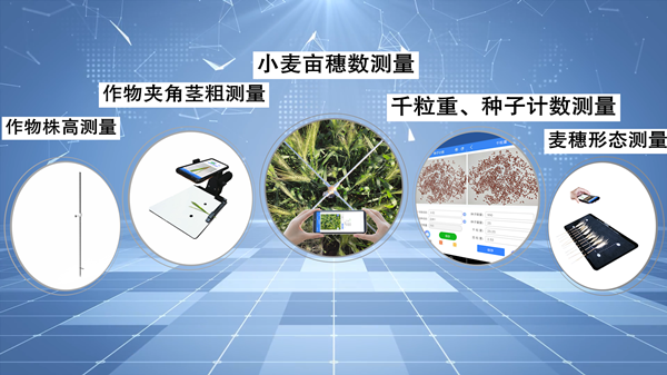 小麥畝穗數快速測量，讓科學研究更高效