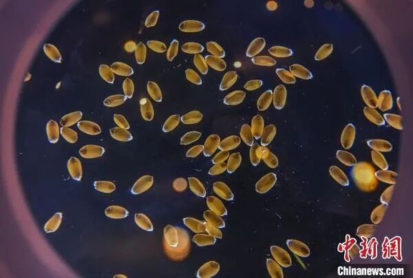 科技賦能種業“強芯”，托普云農亮相第二屆三亞國際種業科學家大會
