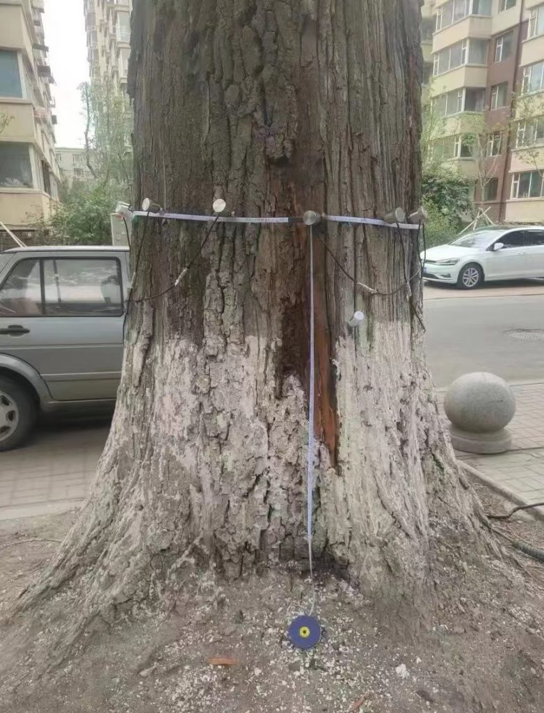 樹木無損檢測探傷儀：檢測樹木健康狀況，給出專業治療方案
