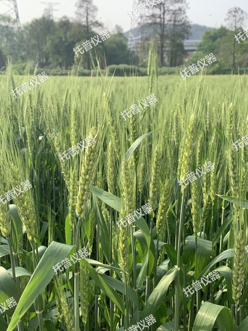 小麥畝穗數測量系統—快速，簡單獲得小麥產量信息的黑科技