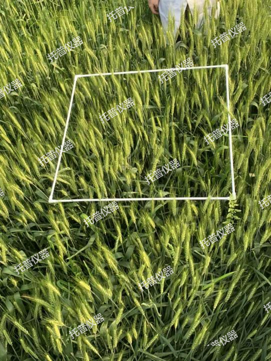 小麥畝穗數測量系統—快速，簡單獲得小麥產量信息的黑科技