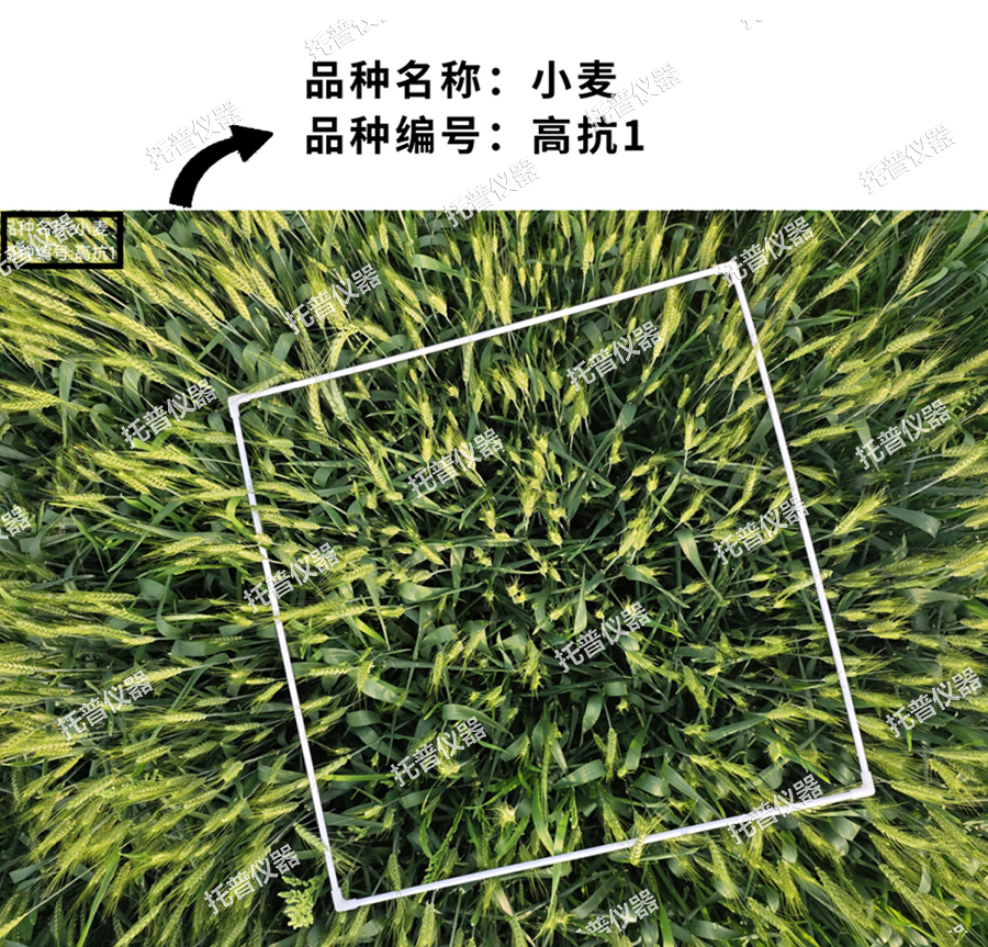 小麥畝穗數測量系統—快速，簡單獲得小麥產量信息的黑科技