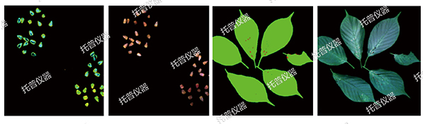 托普云農高通量植物表型采集分析平臺全新上線！