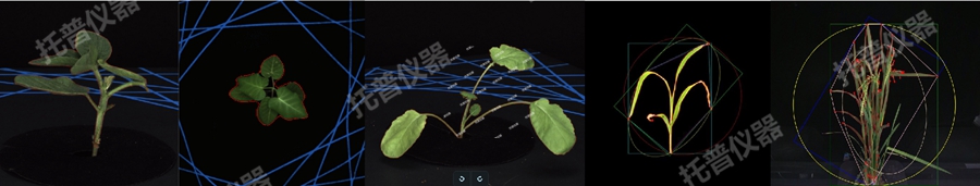 盆栽植物二維數字表型采集分析系統