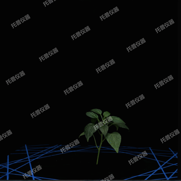 盆栽植物三維數字表型采集分析系統