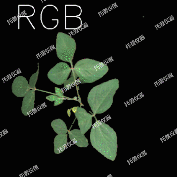 溫室型高通量植物表型采集分析平臺