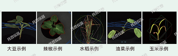 托普云農高通量植物表型采集分析平臺全新上線！