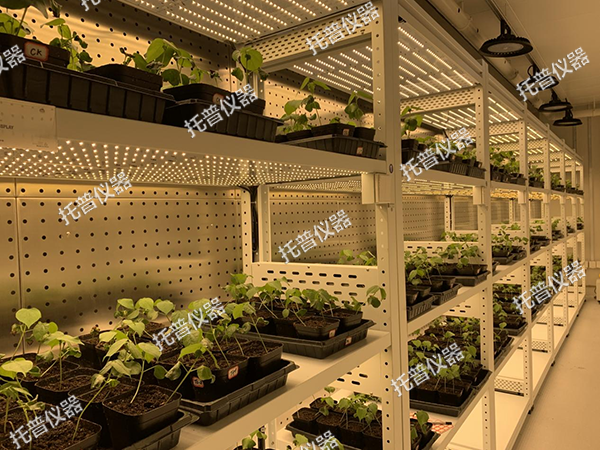 托普植物工廠——解鎖科研與生產新可能！