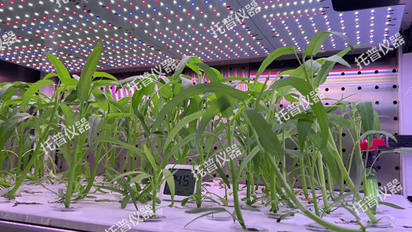 托普植物工廠——解鎖科研與生產新可能！