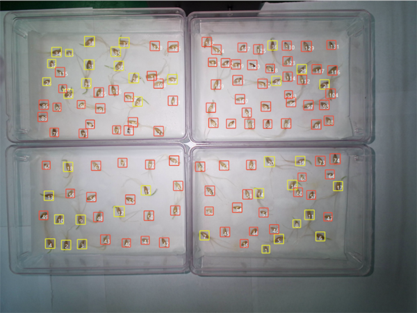 環(huán)控型植物生長表型分析系統(tǒng)——環(huán)境調(diào)控+表型解析