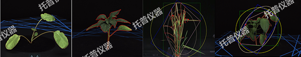 托普盆栽植物數字表型采集分析系統——一鍵采集，多維解析，AI 驅動農業科研提質增效