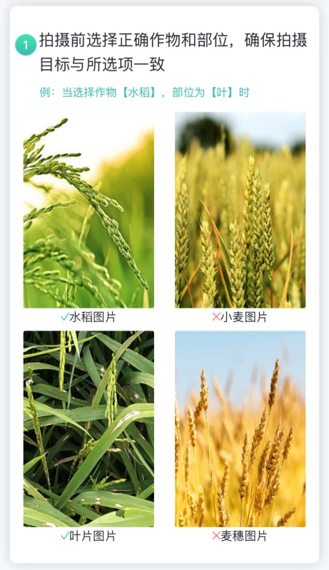 【AI+植?！?張照片抵過10年經(jīng)驗(yàn)，8000余種病蟲害全曝光！