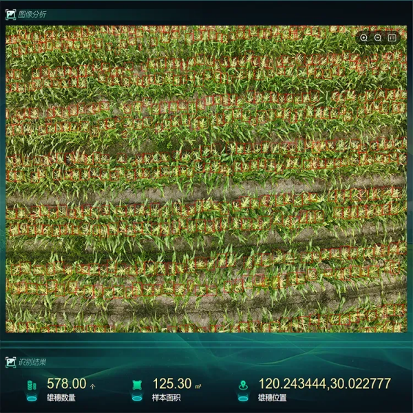 AI+農業 | 當種子植入“數智芯片”，馬山縣打造制種基地新標桿