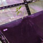 高通量植物根系表型采集分析系統(tǒng)（根盒式）